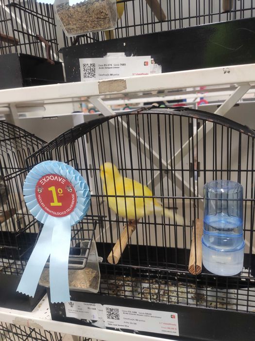 Canários várias raças