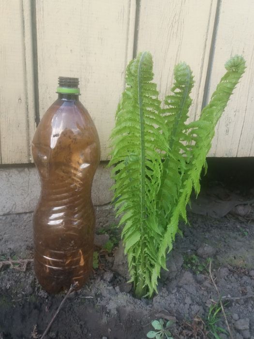 Папоротник. Папоротник садовый. Папороть.