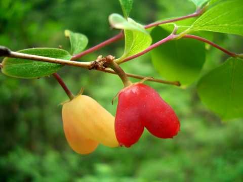 Mirtilo fruto vermelho em forma de CORAÇAO