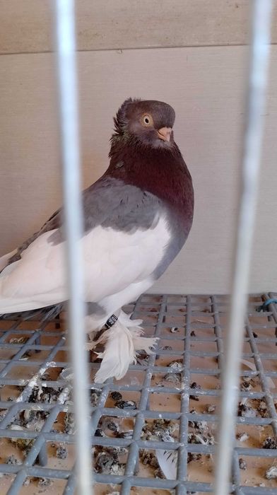 Sroczka Polska niebieska