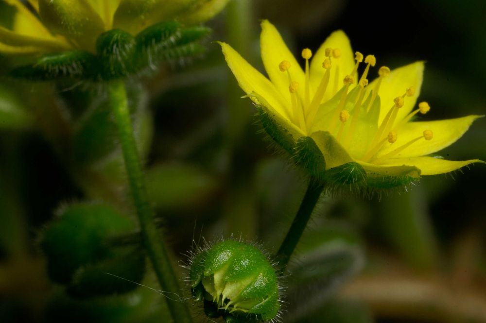 Minolta MD Macro 50mm 1:3.5 Lente