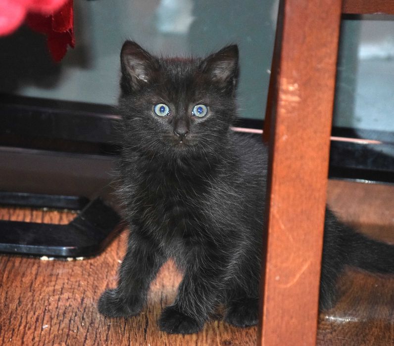 Cudne, kochane, bezdomne rodzeństwo kociąt szuka domków