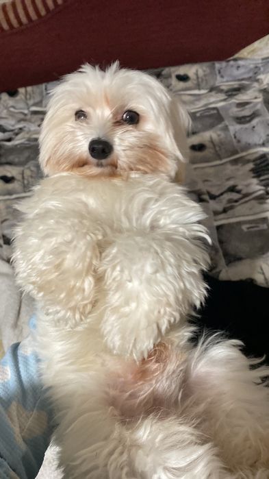 Вязка хлопчика мальтезе