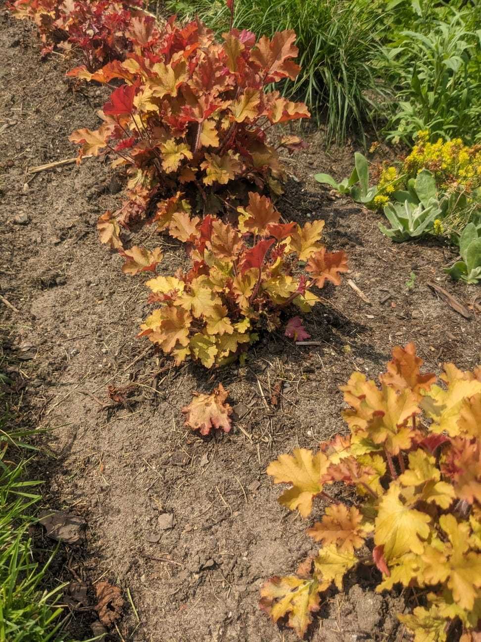 Żurawka 'Marmalade' Heuchera