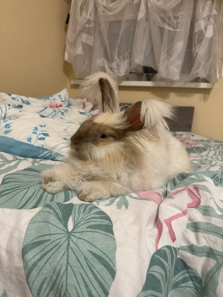 Krolik Angora szuka domku