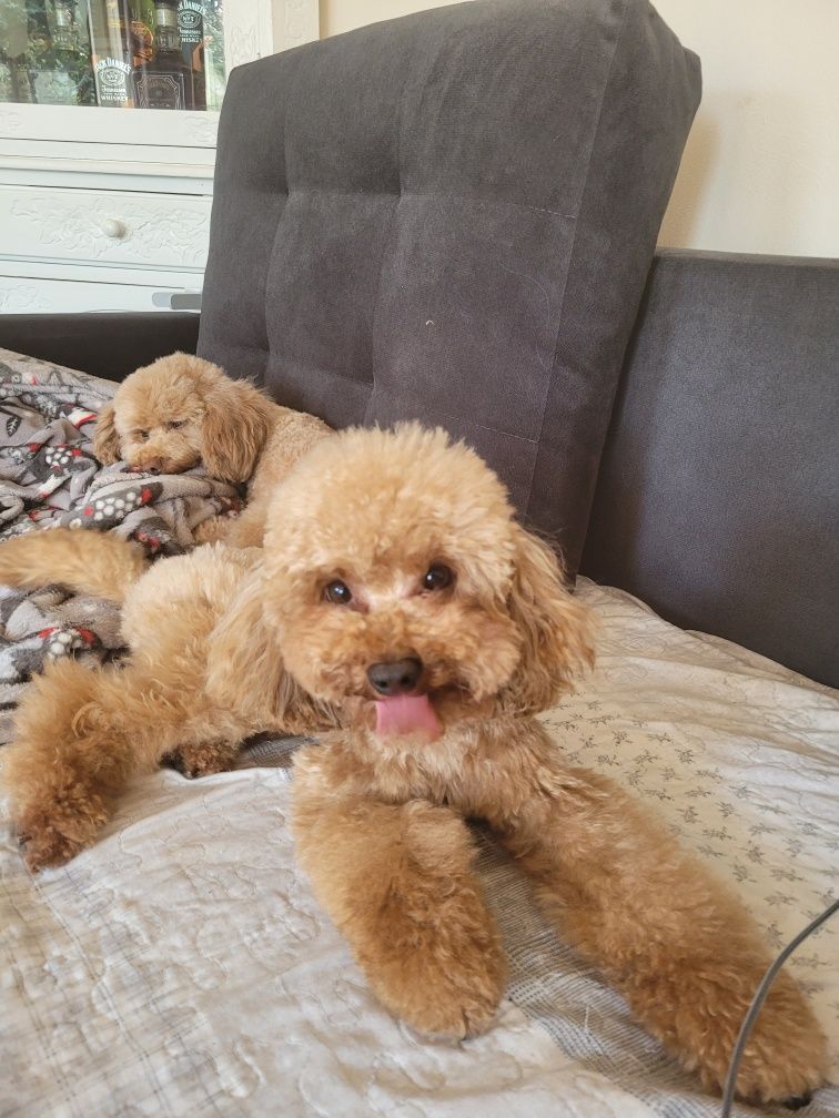 Piękny szczeniak MALTIPOO