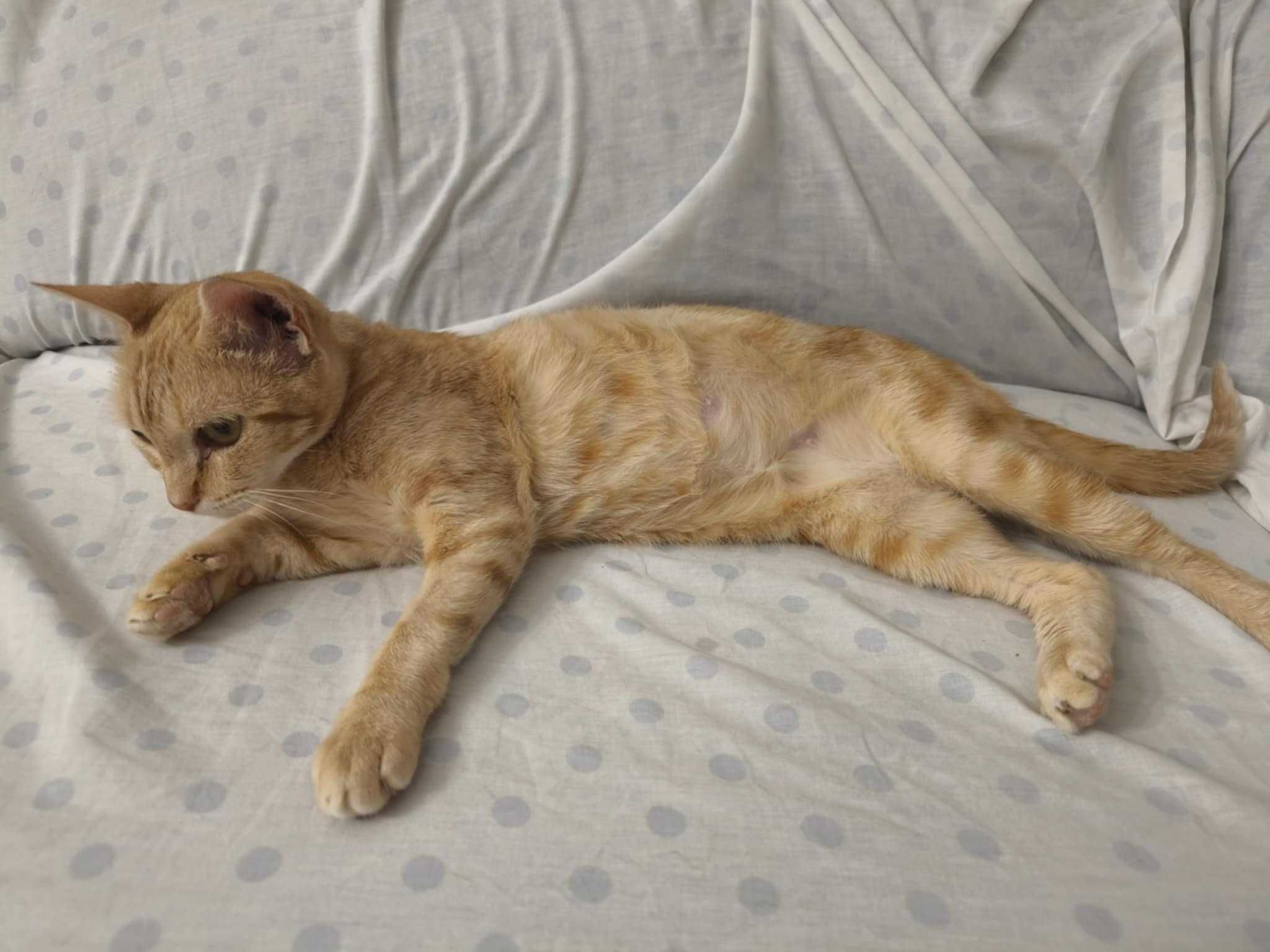 Gatinha Amarela de 11 meses para adoção