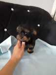 YORKSHIRE TERRIER malutki piesek samiec czarno-złoty