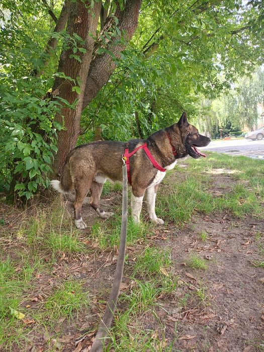 UZI – cudowny pies w typie akity amerykanskiej  szuka domu