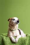 Maleńki energiczny Złomek w typie jrt do adopcji
