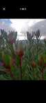 Flores flores flores