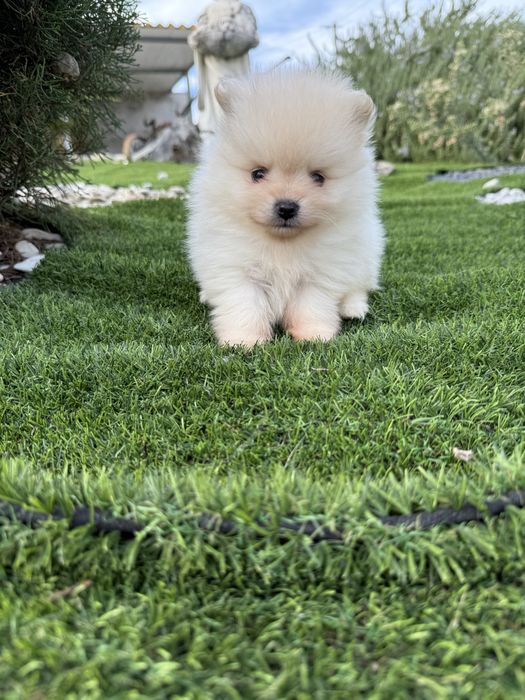 Spitz anão alemão m