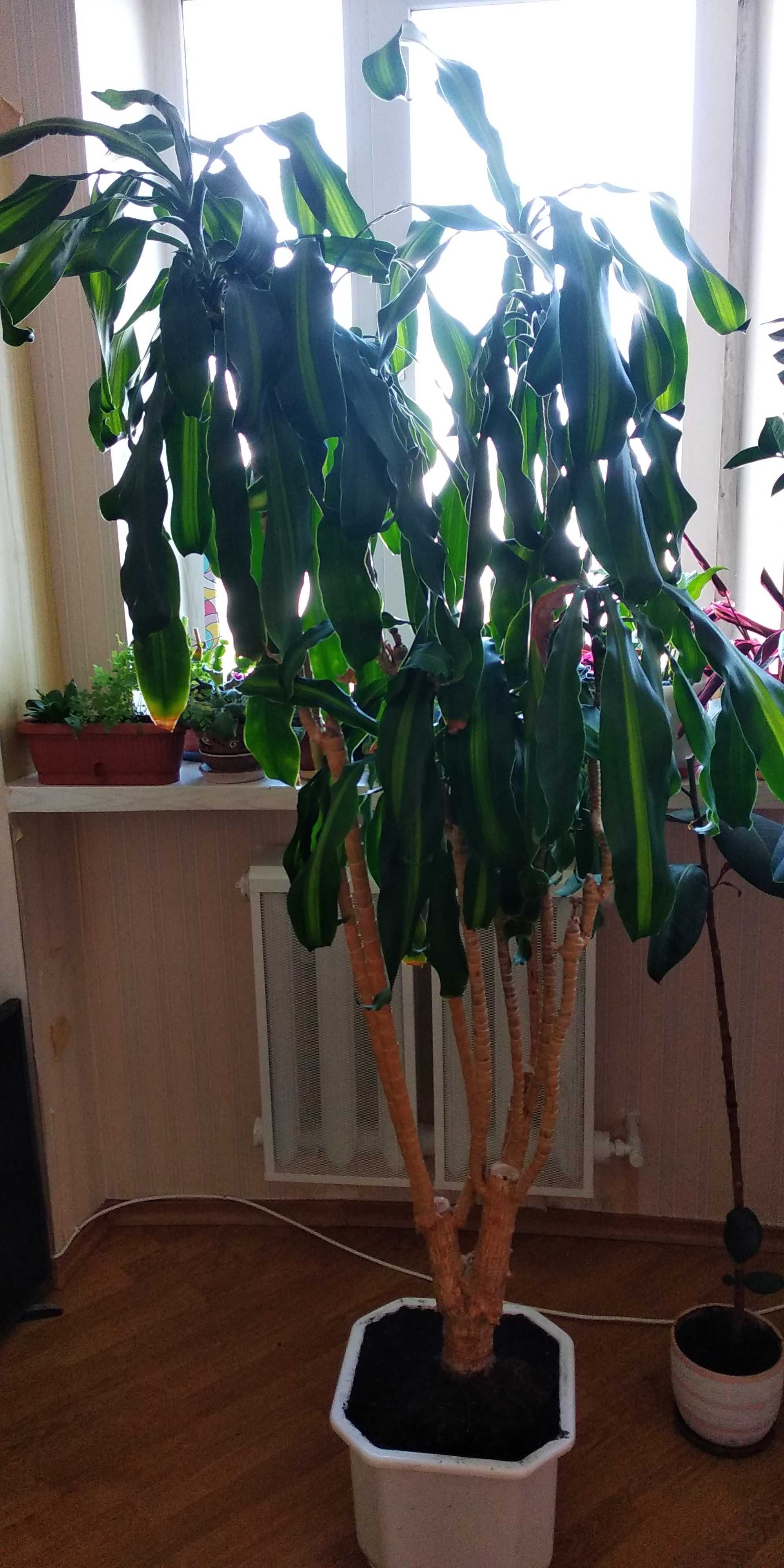 Роскошная драцена душистая, высота 2 м, в частный дом, офис