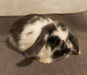 Królik mini lop samiczka