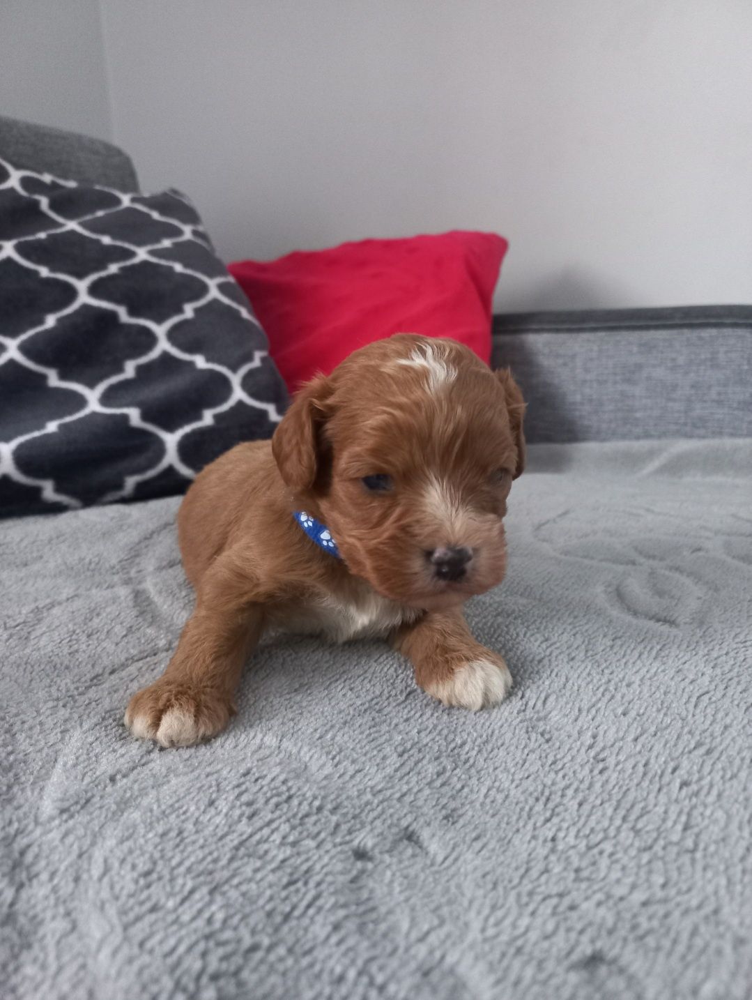 Cavapoo do rezerwacji Piesek