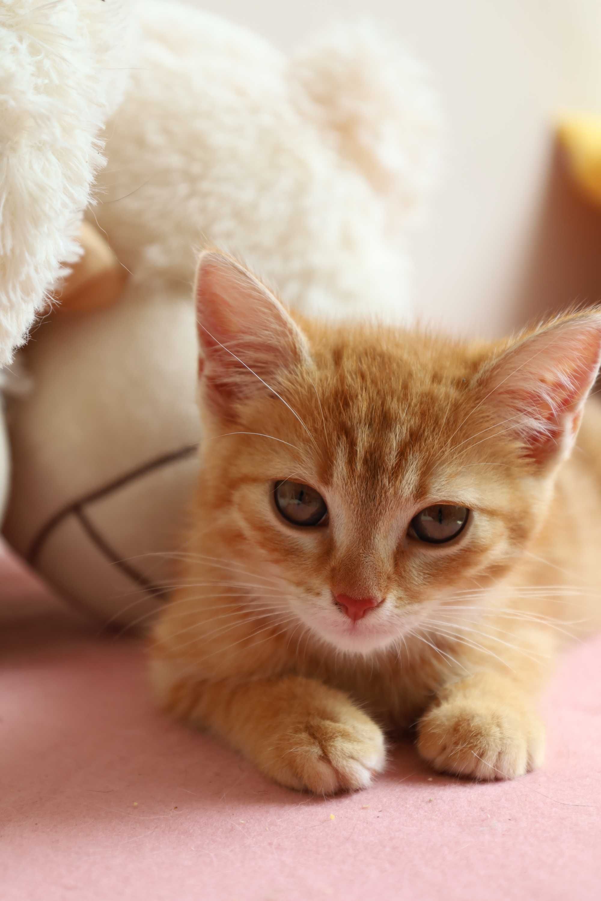 Rudy kocurek i kotka szukają swojego domu adopcja
