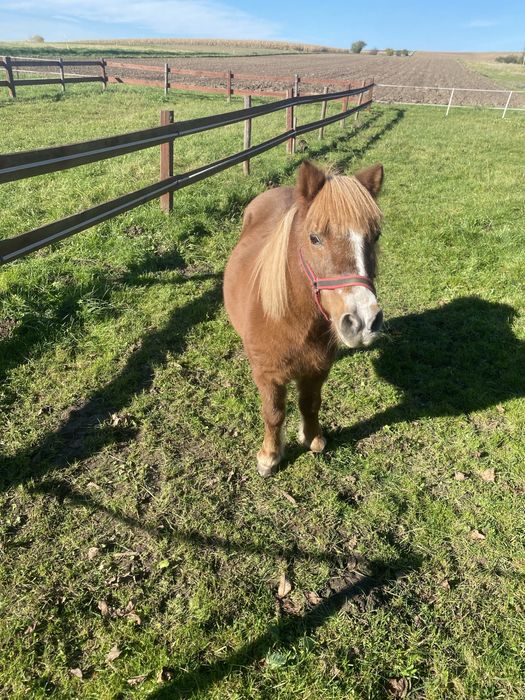 Sprzedam kucyka kucyki ogierek klaczka