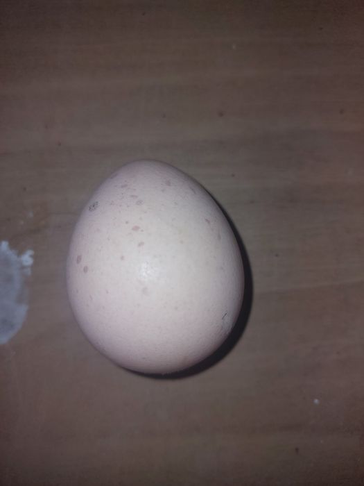 Sprzedam jaja lęgowe perliczki