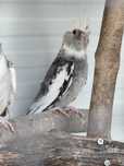 Casal de Caturras Arlequim