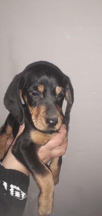 Метис таксы девочка