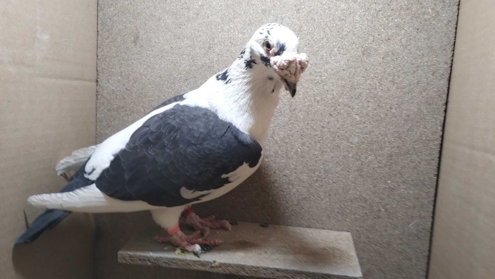 Gołębie staropolskie