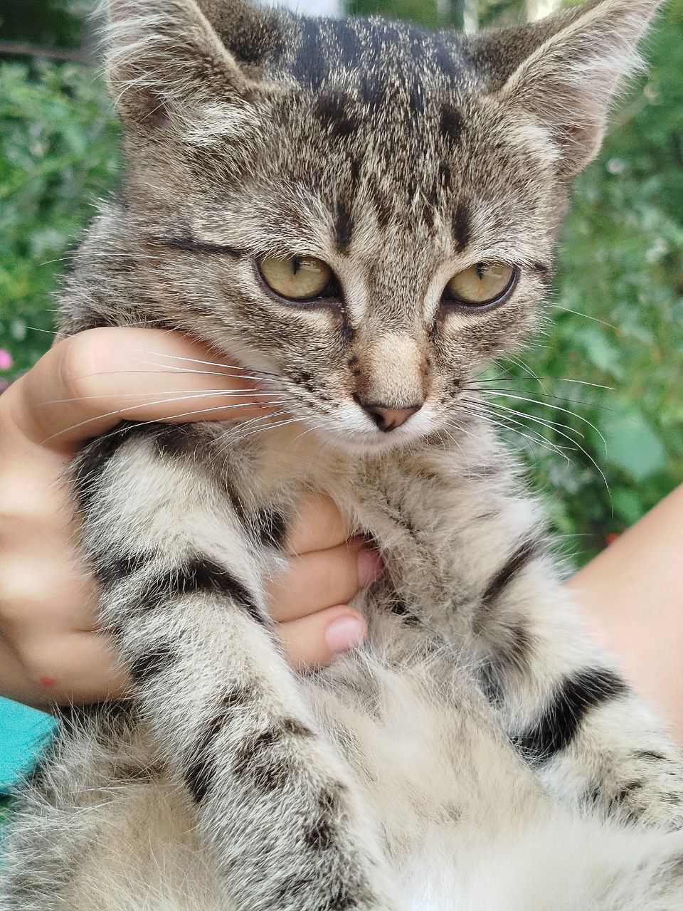 Кошеня хлопчик дворовий