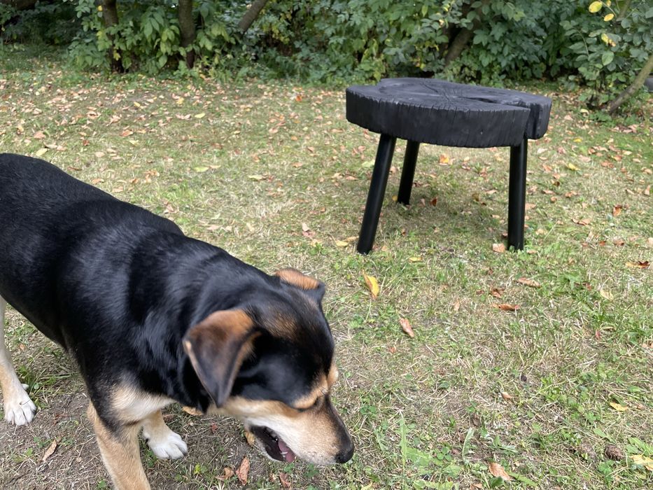 Stolik buk ipalany olejowany