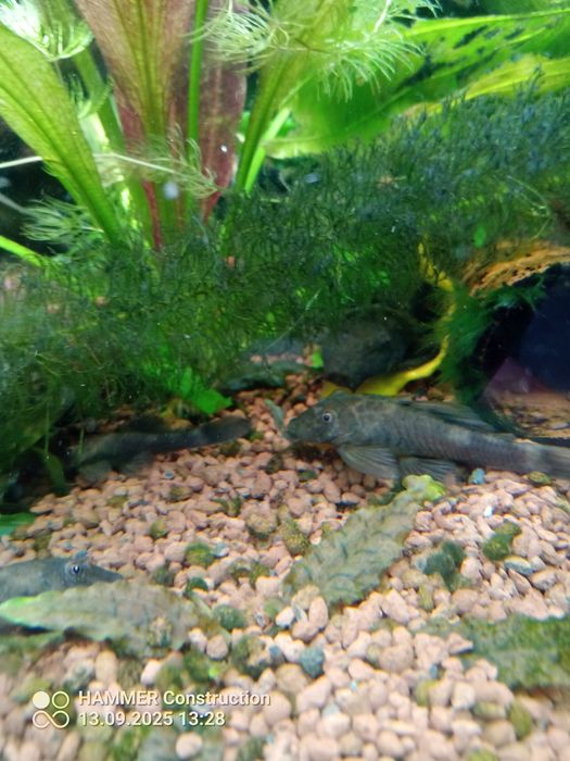 Zbrojnik green dragon PARA