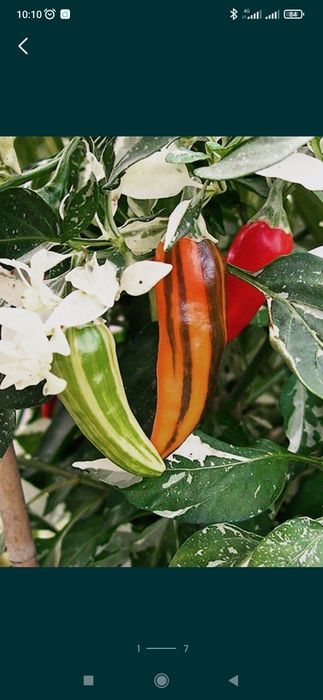 Декоративные острые перчики семена