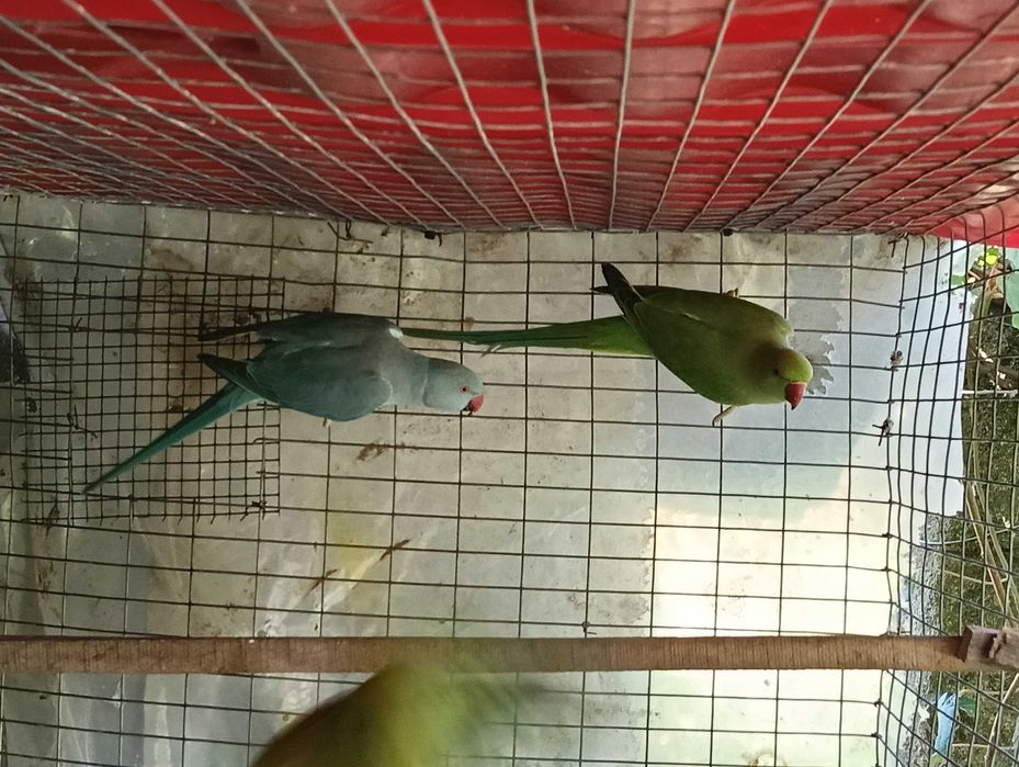 ring nekks 2025 para troca