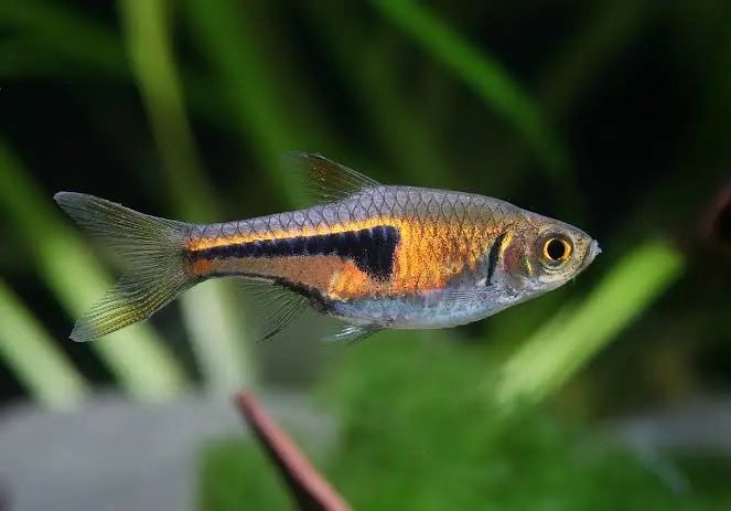 Cardume Espei Rasbora