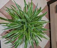 Chlorophytum 'Ocean' - zielistka kwiat domowy