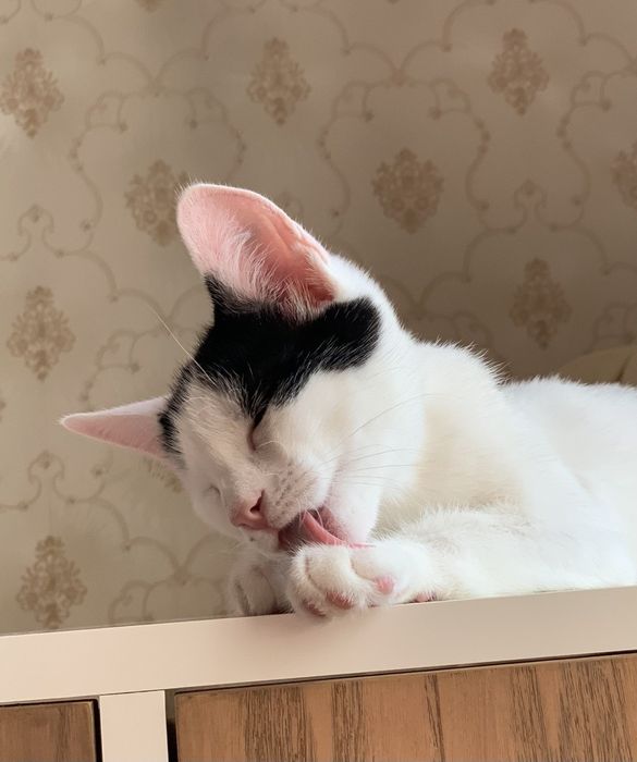 Котик кіт кошеня хлопчик чорно-білий шукає дім родину сім'ю