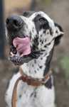 DO ADOPCJI !3 letni dog niemiecki arlekin.