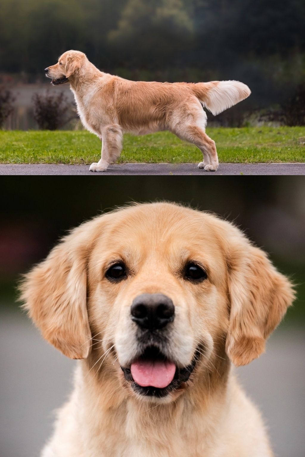 Reproduktor Złoty Golden Retriever ZKwP FCI  Krycie