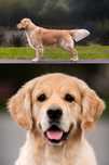 Reproduktor Złoty Golden Retriever ZKwP FCI  Krycie