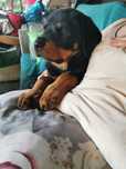 Szczeniak rodowodowy rasy rottweiler