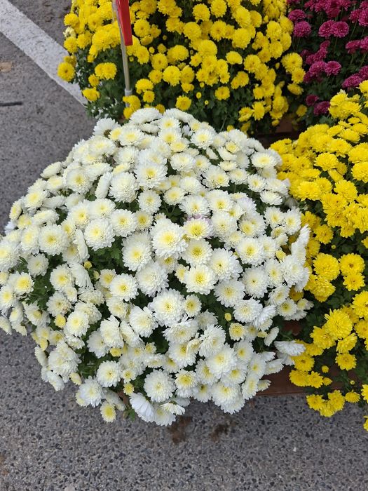 Chryzantemy misa 21 codziennie nowa dostawa