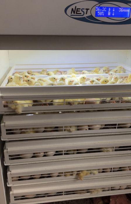 Инкубатор Nest 1000 pro