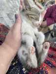 Кошеня кошенята котики