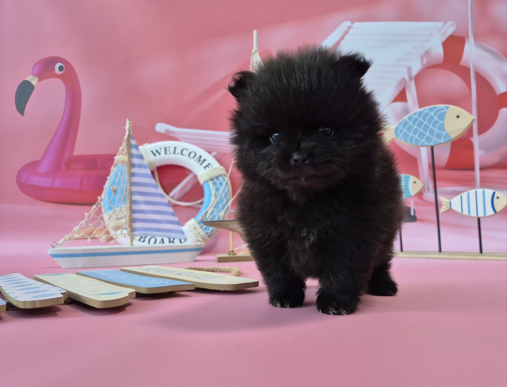 chłopiec szpic miniaturowy pomeranian dostępny do rezerwacji