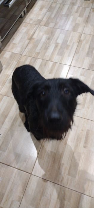 Młody piesek prawdopodobnie  ojcem był wyżeł niemiecki szorstkowłosy