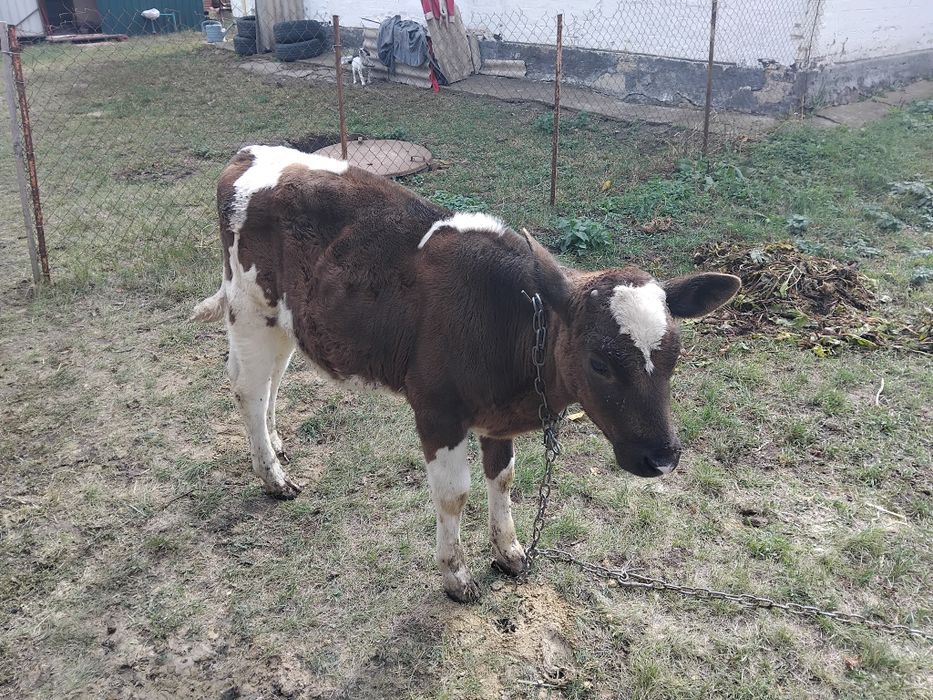 Продам пяти месячную тёлочку на корову