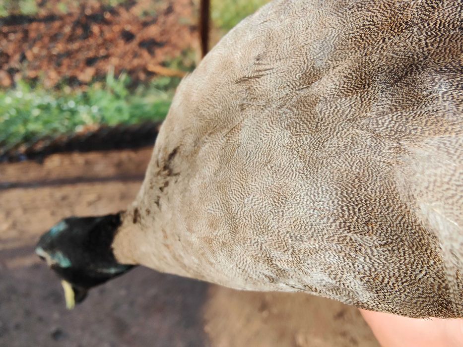 Patos Corredores da Índia