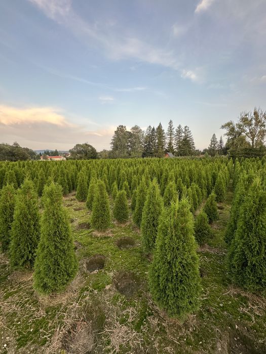 Tuja szmaragd ogodzenie żywopłot transport sadzenie