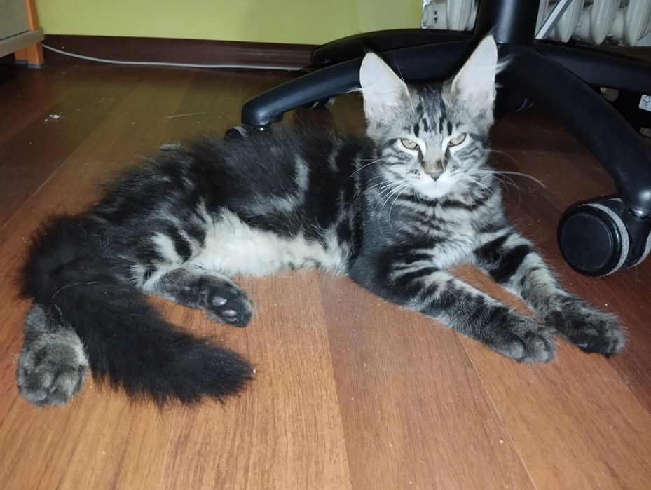 Maine Coon kocurek