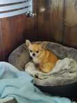 Oddam chihuahua w dobre ręce