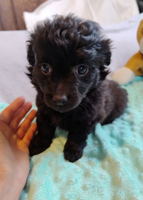 Czarne cudne maleństwo Daisy