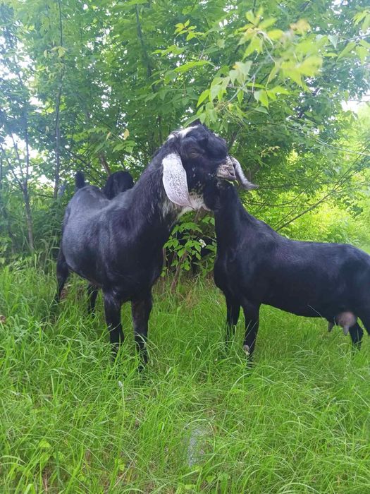 Продаю англо-нубійські кози
