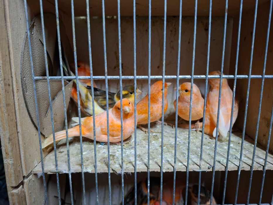 Kanarki zeberki 2025 r